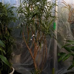 ドラセナレフレクサ　約180cm (お話中）