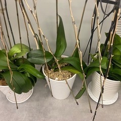 胡蝶蘭3株まとめての画像