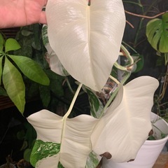 モンステラ  斑入り
の画像