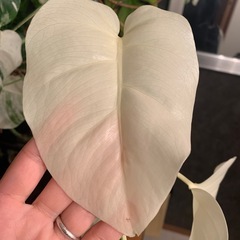 モンステラ  斑入り
の画像