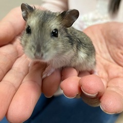 [一時停止]ジャンガリアンハムスター　1月14日生まれ　メス2匹