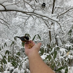 2月15日（土）金剛山☃️ - 大阪市
