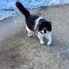 ずっとのおウチを探しています。 - 猫
