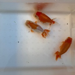 らんちゅう　選別済み　　2歳