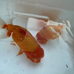 らんちゅう　選別済み　　2歳の画像