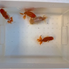 らんちゅう　選別済み　　2歳の画像