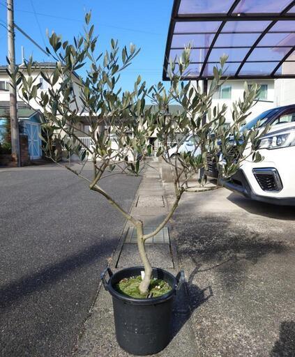 オリーブの木（ルッカ） オリーブの木 ルッカ 《H＝約1.55m・12号》