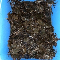 旭川産モクズガニ雌のみ2kg