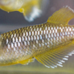 ★コブラキッシングワイドフィン　若魚（2024年産まれ）　1P（...