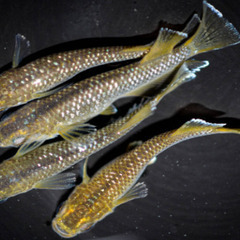 ★コブラキッシングワイドフィン　若魚（2024年産まれ）　1P（1ペア組） 3000円　★の画像