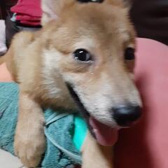 どなたか、私の代わりに飼っていただけませんか？