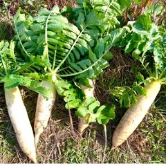 大根　新鮮　野菜