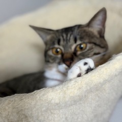 飼育放棄された子達を保護しました　キジ白女の子
