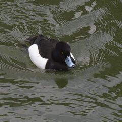 【野鳥観察会】小田原城址公園 ～お堀でカモやカモメのバードウォッチングをのんびり楽しみましょう！～ - その他