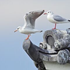 【野鳥観察会】小田原城址公園 ～お堀でカモやカモメのバードウォッチングをのんびり楽しみましょう！～ − 神奈川県