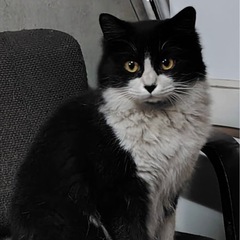 白黒（長毛）♀ 避妊手術負担します🏥