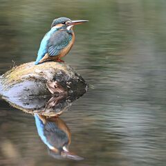 【野鳥観察会】小田原城址公園 ～お堀でカモやカモメのバードウォッチングをのんびり楽しみましょう！～ - 小田原市