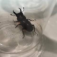 【夏休み】クワガタお譲りします