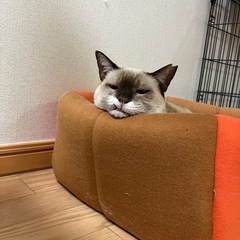 大きくなり過ぎた！ねこ生何周目？なシャム系ミックス