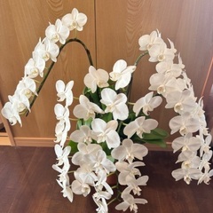 胡蝶蘭