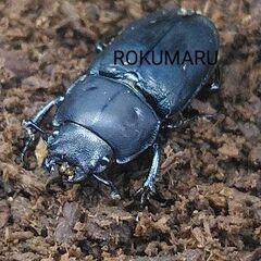【成虫】メタドルクス♀単品　ロトゥンダトスツヤケシクワガタの画像