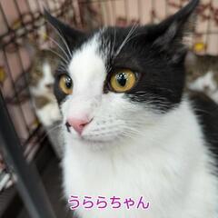 😺「あいねこの木」保護猫😺譲渡会🐾 - イベント