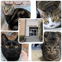 😺「あいねこの木」保護猫😺譲渡会🐾 - 熊本市