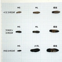¥1,650-冷凍イエコML約750匹200gの画像
