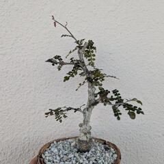 オペルクリカリア デカリー 実生