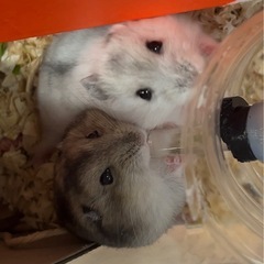ジャンガリアンハムスター🐹グレー2匹