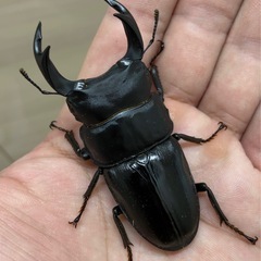 【1/31限定価格】川西産オオクワガタ ♂68mm ♀40mm