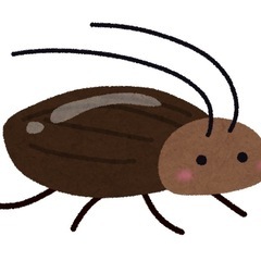 ゴキブリ・虫退治します‼️福岡市中央区