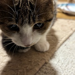 テチちゃんメス小柄