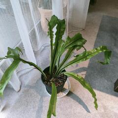 観葉植物　アスプレニウム　オオタニワタリ