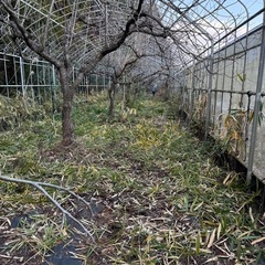 阿蘇で荒れ果てたさくらんぼ畑を復活させたいプロジェクト