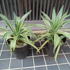 アガベ　ベネズエラ　多肉植物