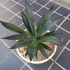 アガベ　ブルーグロー　多肉植物