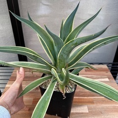 アガベ　ベネズエラの画像