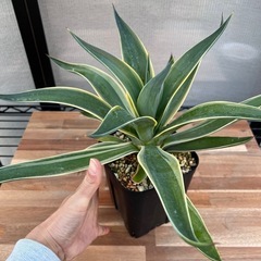 アガベ　ベネズエラの画像