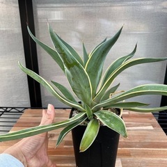 アガベ　ベネズエラの画像