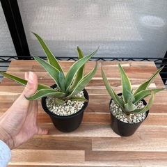 アガベ　ベネズエラの画像