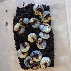 カブトムシ 幼虫 その他の中古が安い！激安で譲ります・無料で