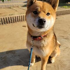 三歳の柴犬の男の子