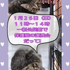 😸抱っこOK😻触れあいOK😺保護猫の譲渡会💕