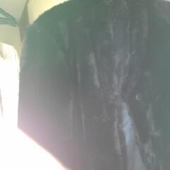 毛革黒の画像
