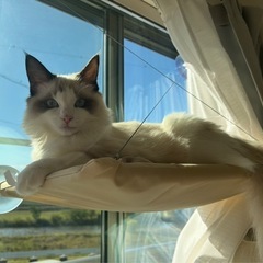 猫 窓 吊り下げベッド ハンモック の画像
