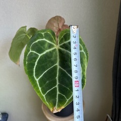 お譲り決定🍃観葉植物⭐︎アンスリウム　 クリスタリナム