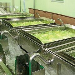 【未経験歓迎】マイカー通勤可能◎野菜工場でライン作業・選別・仕分け・加工などの画像