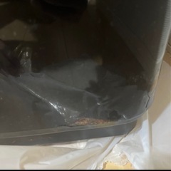 本日引取りの方のみ0円！ハイセンス　洗濯機5.5キロ2016年製の画像