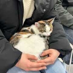 保護猫ちゃんの譲渡会 - その他